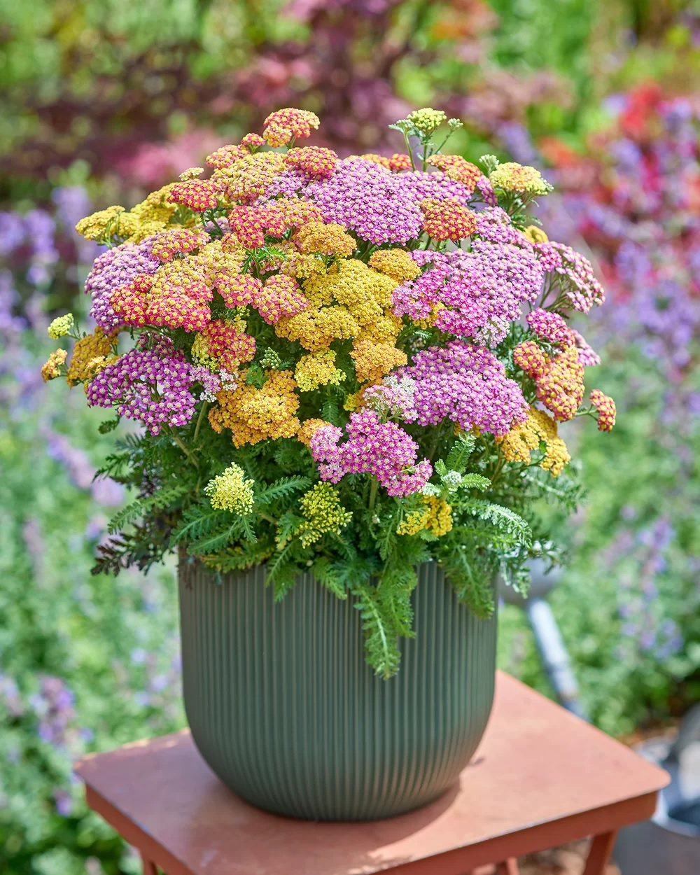 Achillea millefolium Milly Rock MixMasters