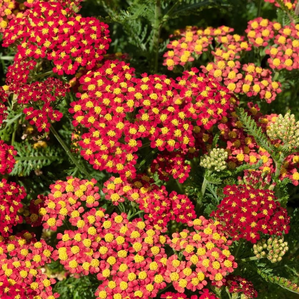 Achillea millefolium Milly Rock Red imp.