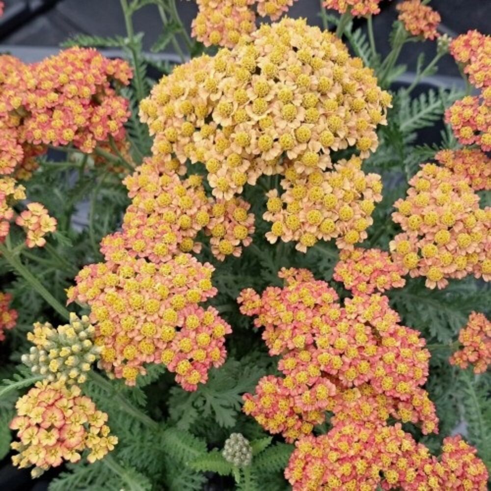 Achillea millefolium Milly Rock Yellow Terracotta Impr.