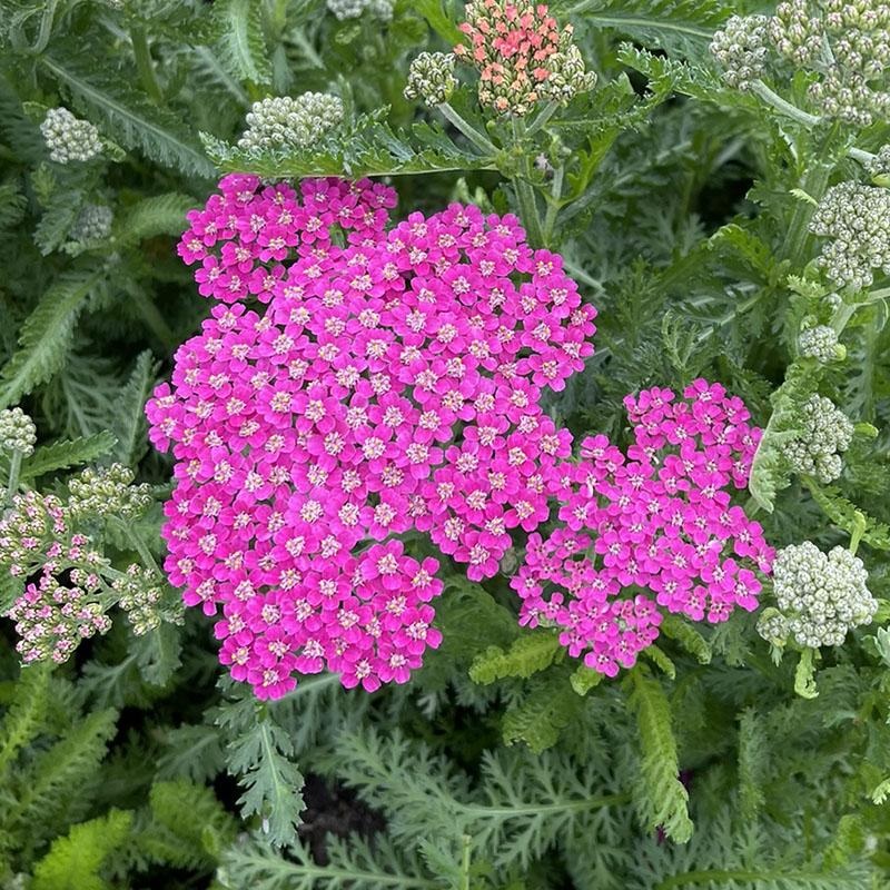 Achillea millefolium Milly Rock Rose
