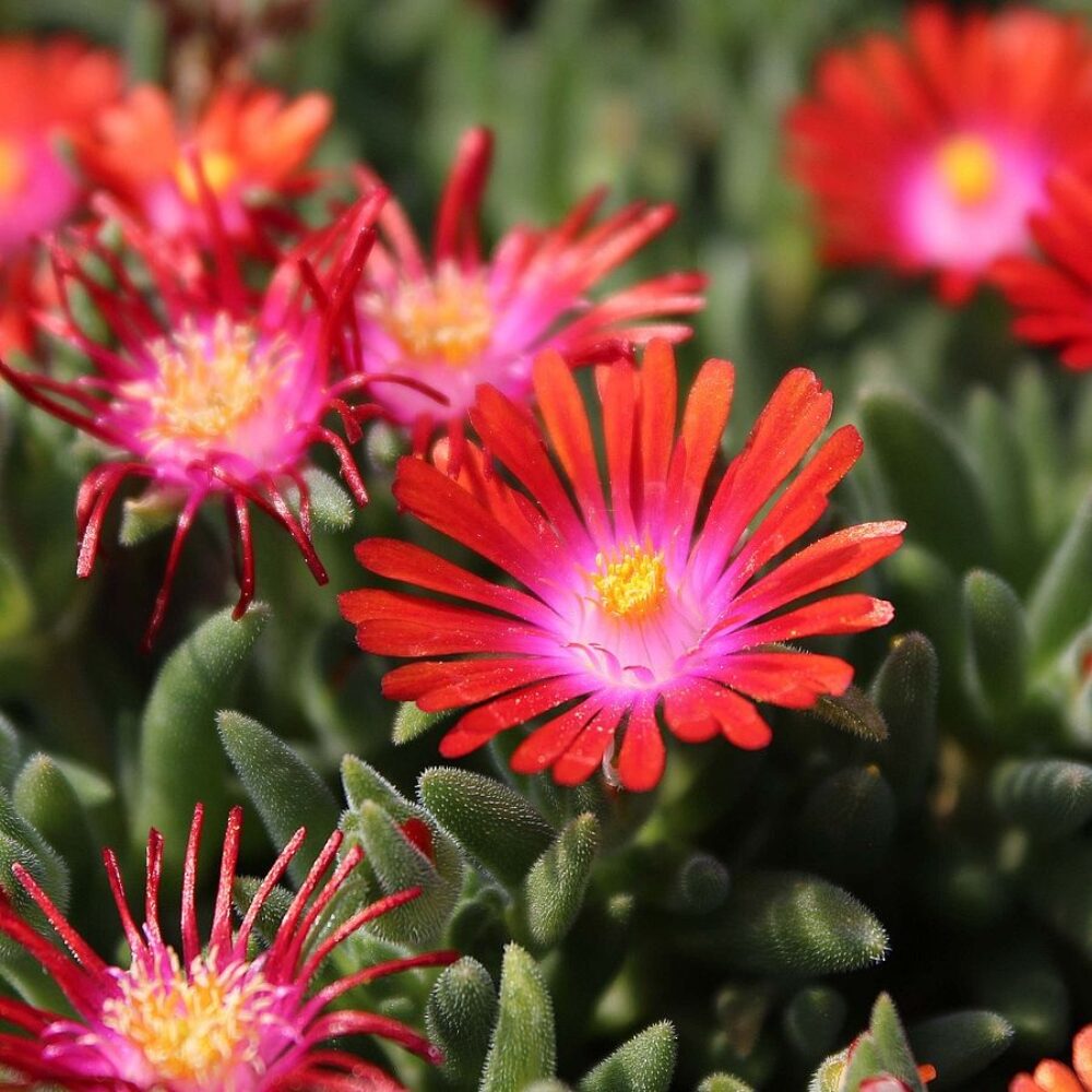 Delosperma cooperi Ice Cream™ Fire, Флорови