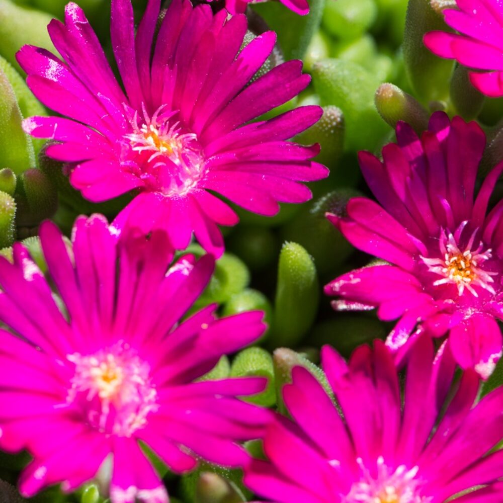 Delosperma cooperi Ice Cream™ Fuchsia, Florovi