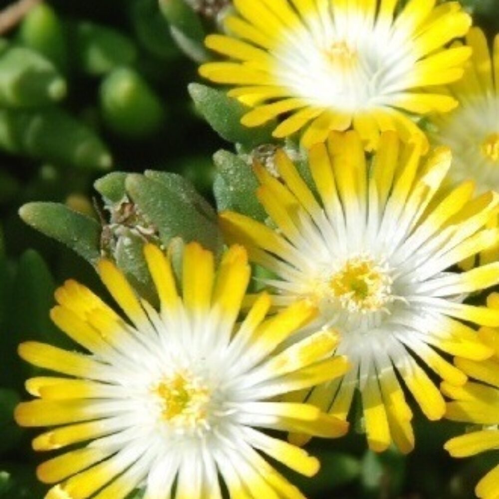 Delosperma cooperi Ice Cream™ Yellow, Florovi