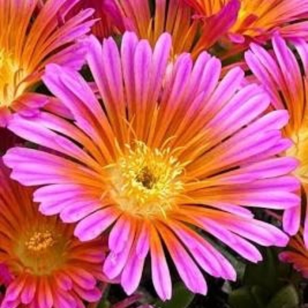 Delosperma cooperi Ocean Sunset™ Orange Glow, Florovi