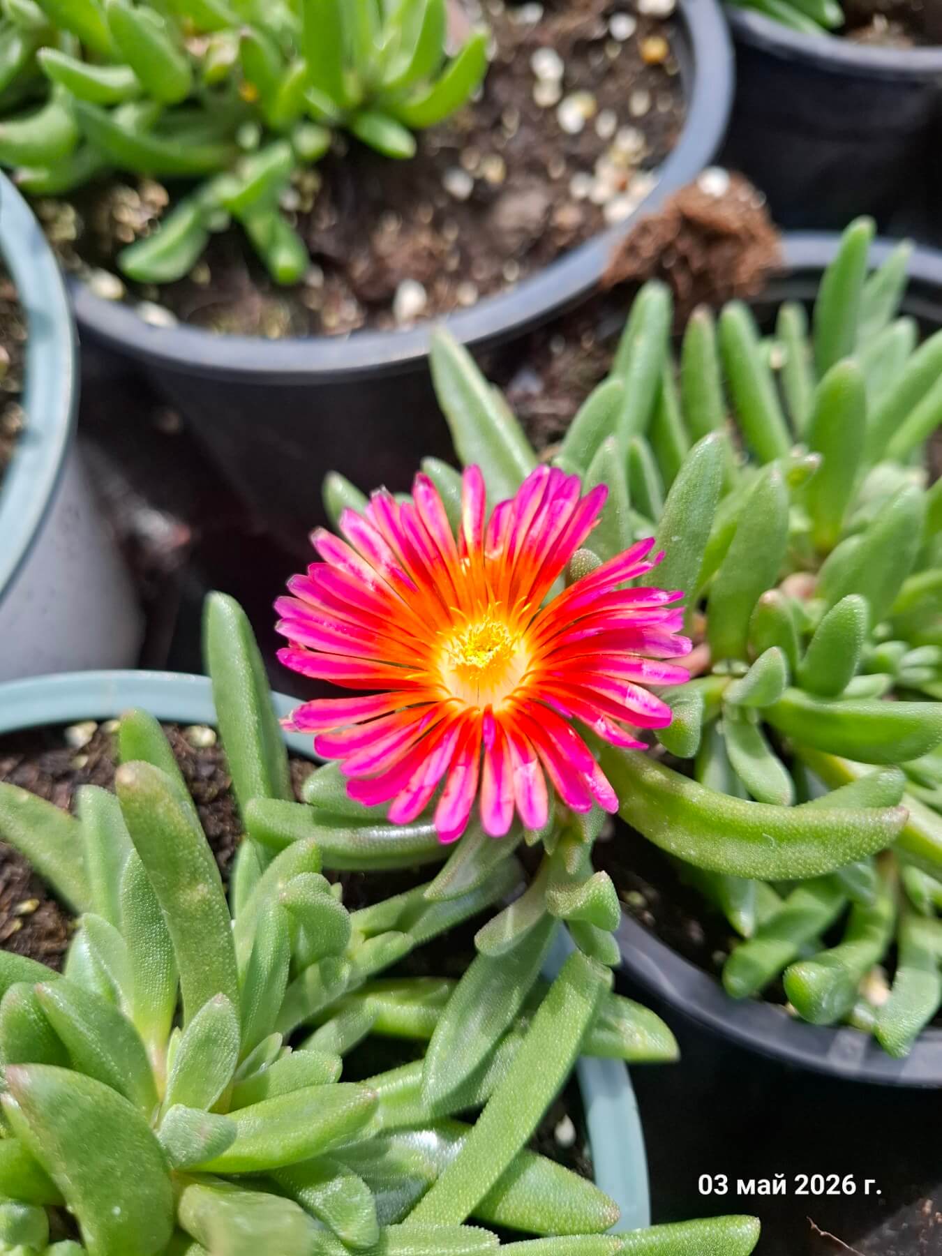 Delosperma cooperi Ocean Sunset™ Orange Glow, разсадник Флорови Delosperma cooperi Ocean Sunset™ Orange Glow, разсадник Флорови