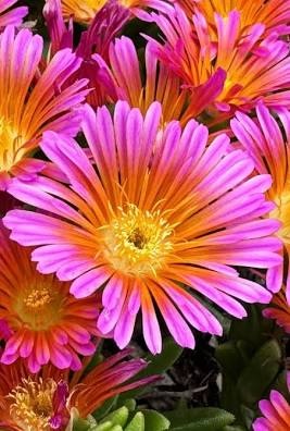 Delosperma cooperi Ocean Sunset™ Orange Glow, Florovi Delosperma cooperi Ocean Sunset™ Orange Glow, Florovi