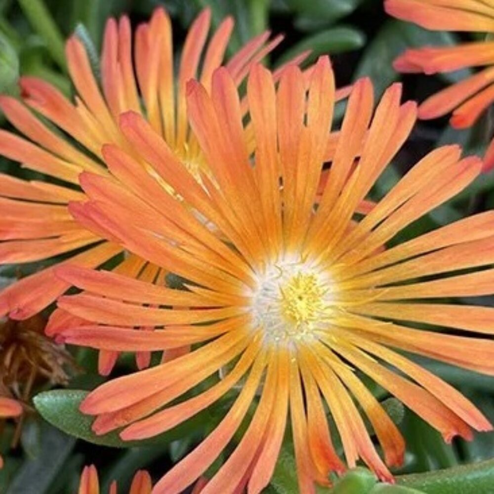 DelosperDelosperma cooperi Ocean Sunset™ Orange Vibe, Florovima cooperi Ocean Sunset™ Orange Vibe