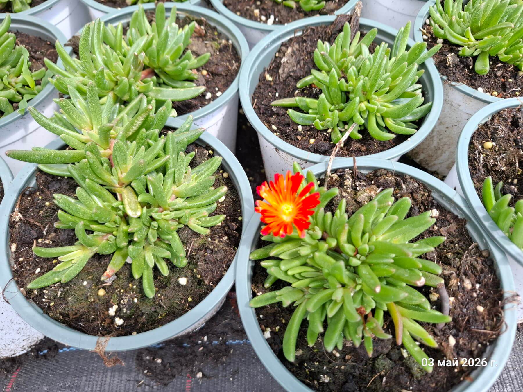 Delosperma cooperi Ocean Sunset™ Orange Vibe, разсадник Флорови Delosperma cooperi Ocean Sunset™ Orange Vibe, разсадник Флорови
