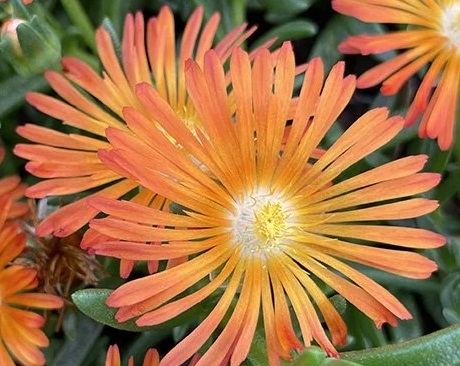 Delosperma cooperi Ocean Sunset™ Orange Vibe, Florovi Delosperma cooperi Ocean Sunset™ Orange Vibe, Florovi