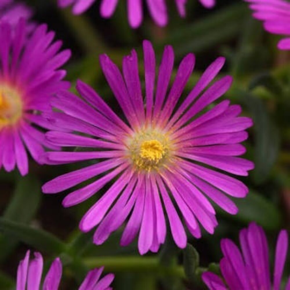 Delosperma cooperi Ocean Sunset™ Violet