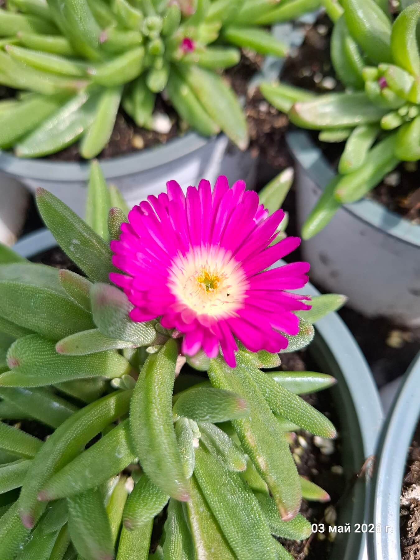 Delosperma cooperi Ocean Sunset™ Violet, разсадник Флорови Delosperma cooperi Ocean Sunset™ Violet, разсадник Флорови