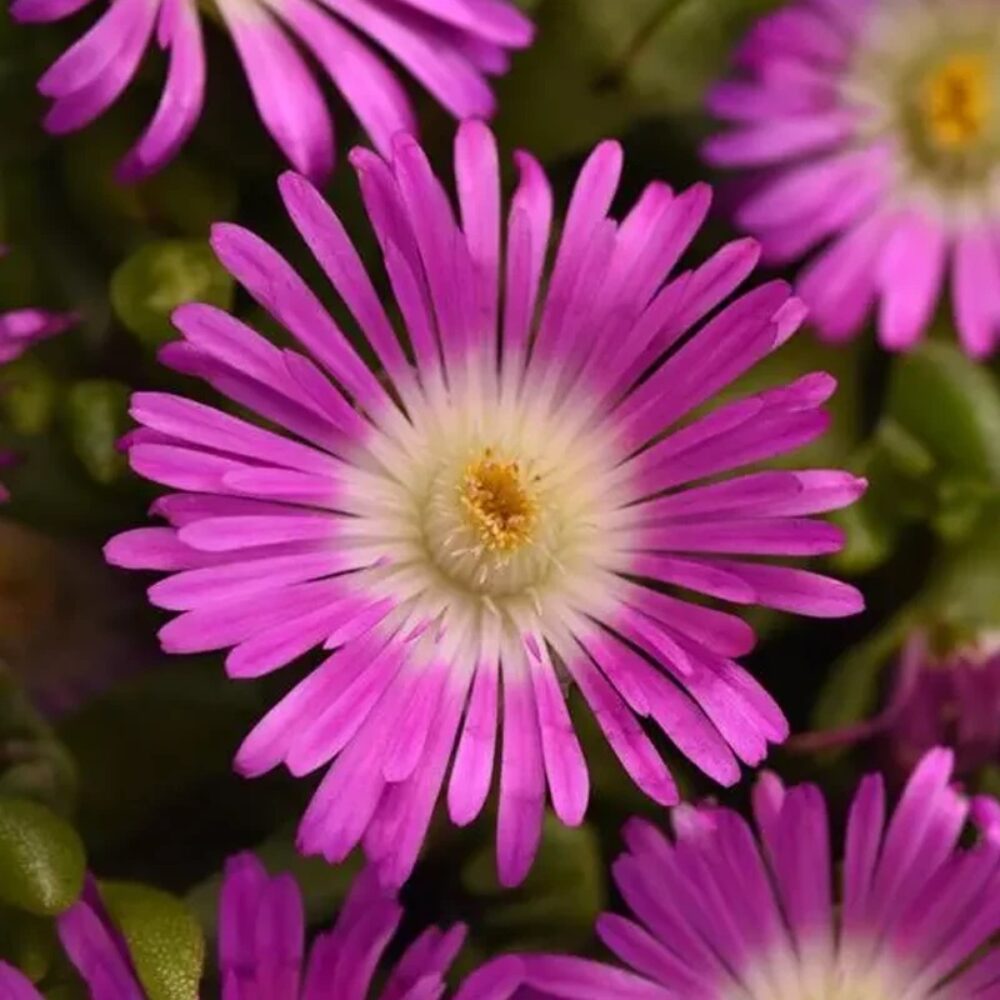 DelospermDelosperma cooperi Ocean Sunset™ Violet Flare, Флоровиa cooperi Ocean Sunset™ Violet Flare