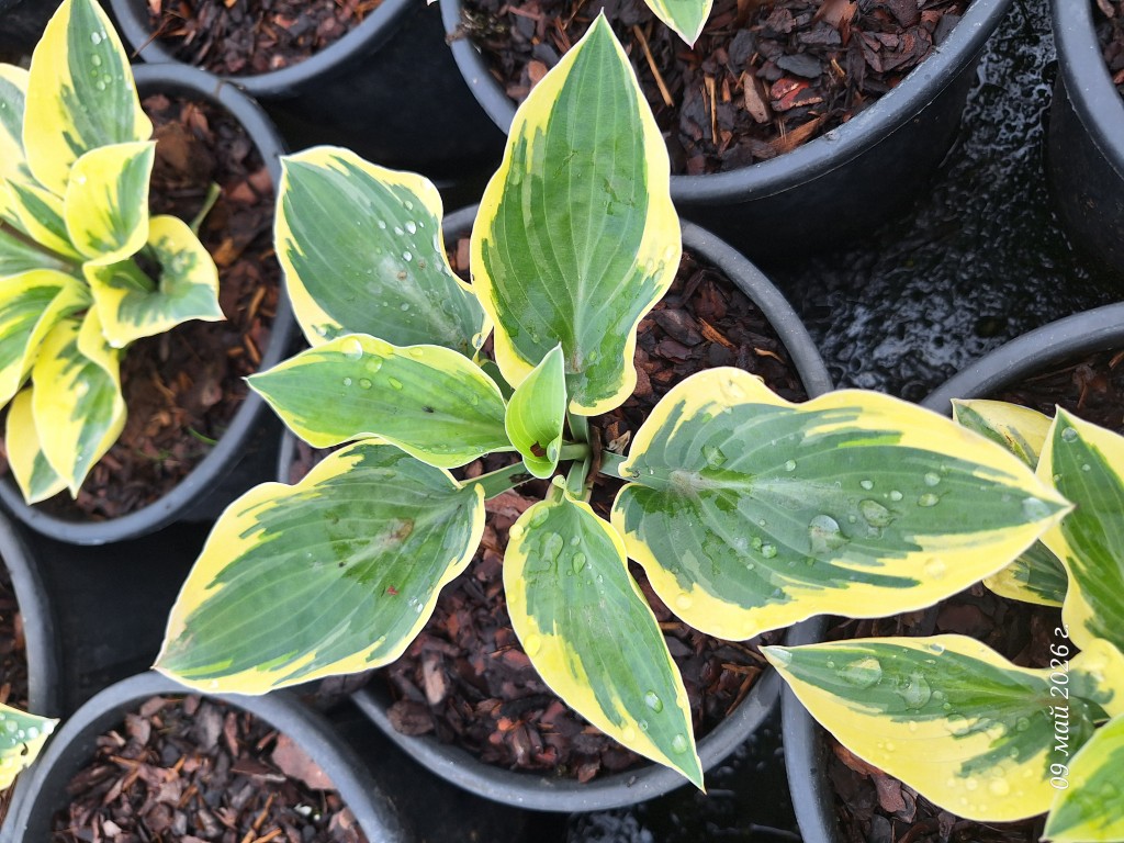 Hosta Badazzled, разсадник Флорови Hosta Badazzled, разсадник Флорови