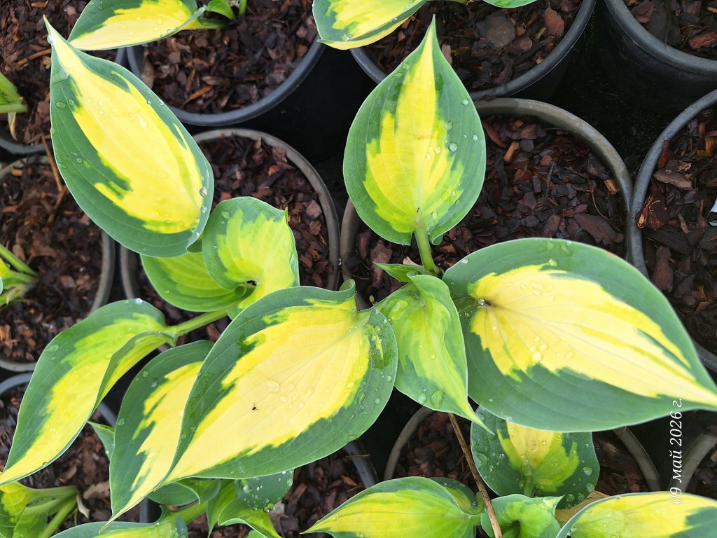 Hosta Lady Guinevere, Florovi Hosta Lady Guinevere, Florovi