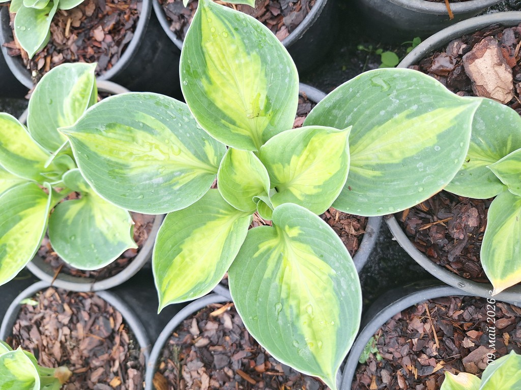 Hosta Sunset Grooves, Florovi Hosta Sunset Grooves, Florovi