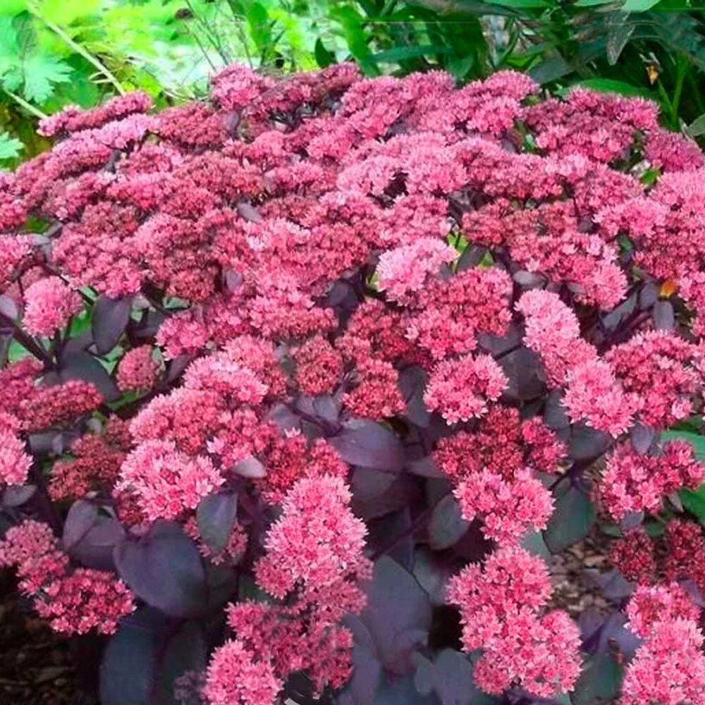 Sedum telephium „Seduction Cherry Chocolate“, Florovi