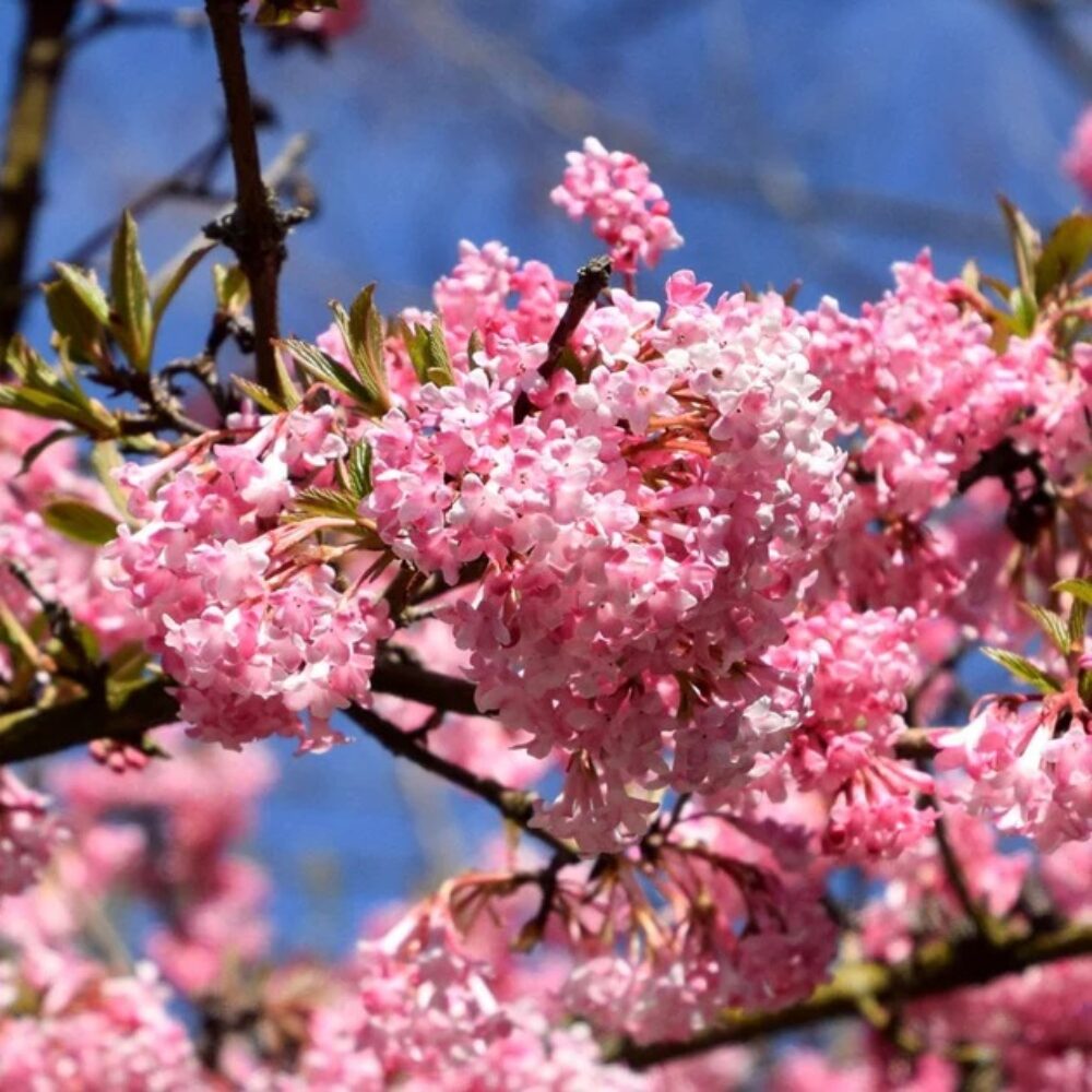 Viburnum × bodnantense ‘Charles Lamont’