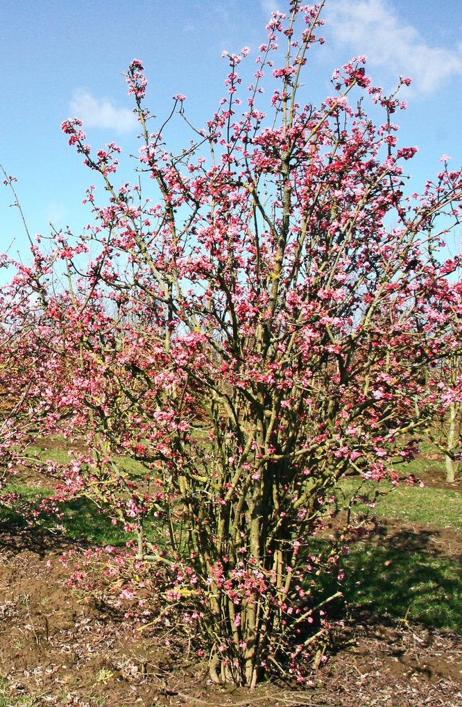 Viburnum × bodnantense 'Charles Lamont'