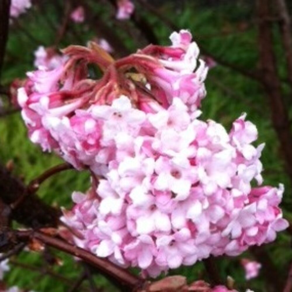 Viburnum × bodnantense ‘Dawn’ 1