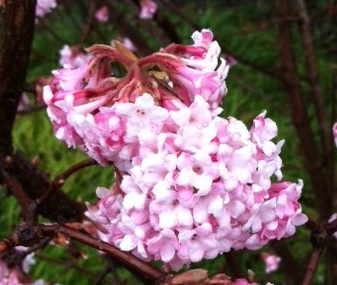 Вибурнум / Калина Viburnum × bodnantense 'Dawn'