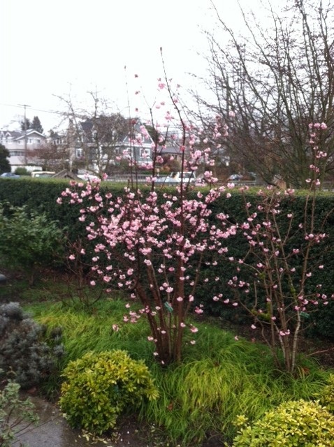 Вибурнум / Калина Viburnum × bodnantense 'Dawn'