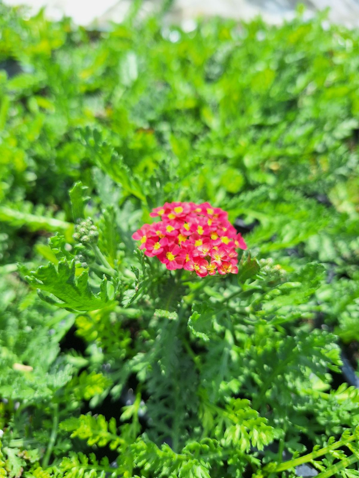 Achillea millefolium Milly Rock Red imp.