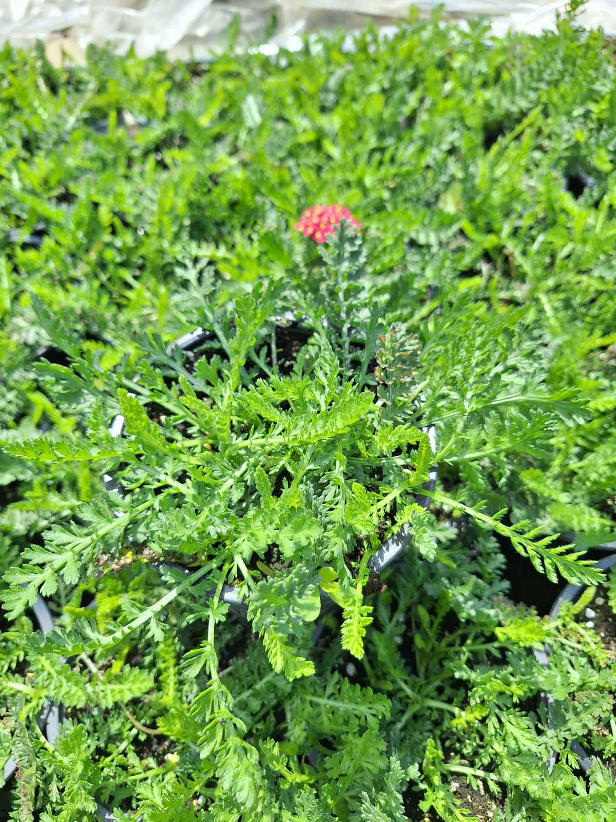 Achillea millefolium Milly Rock Red imp.