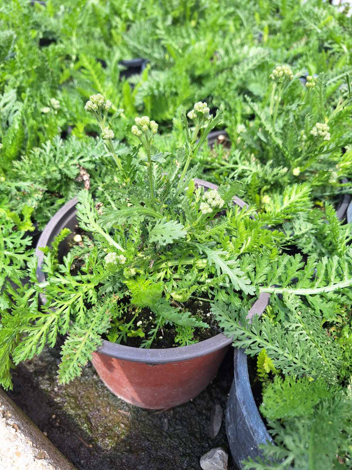 Achillea millefolium Milly Rock Rose