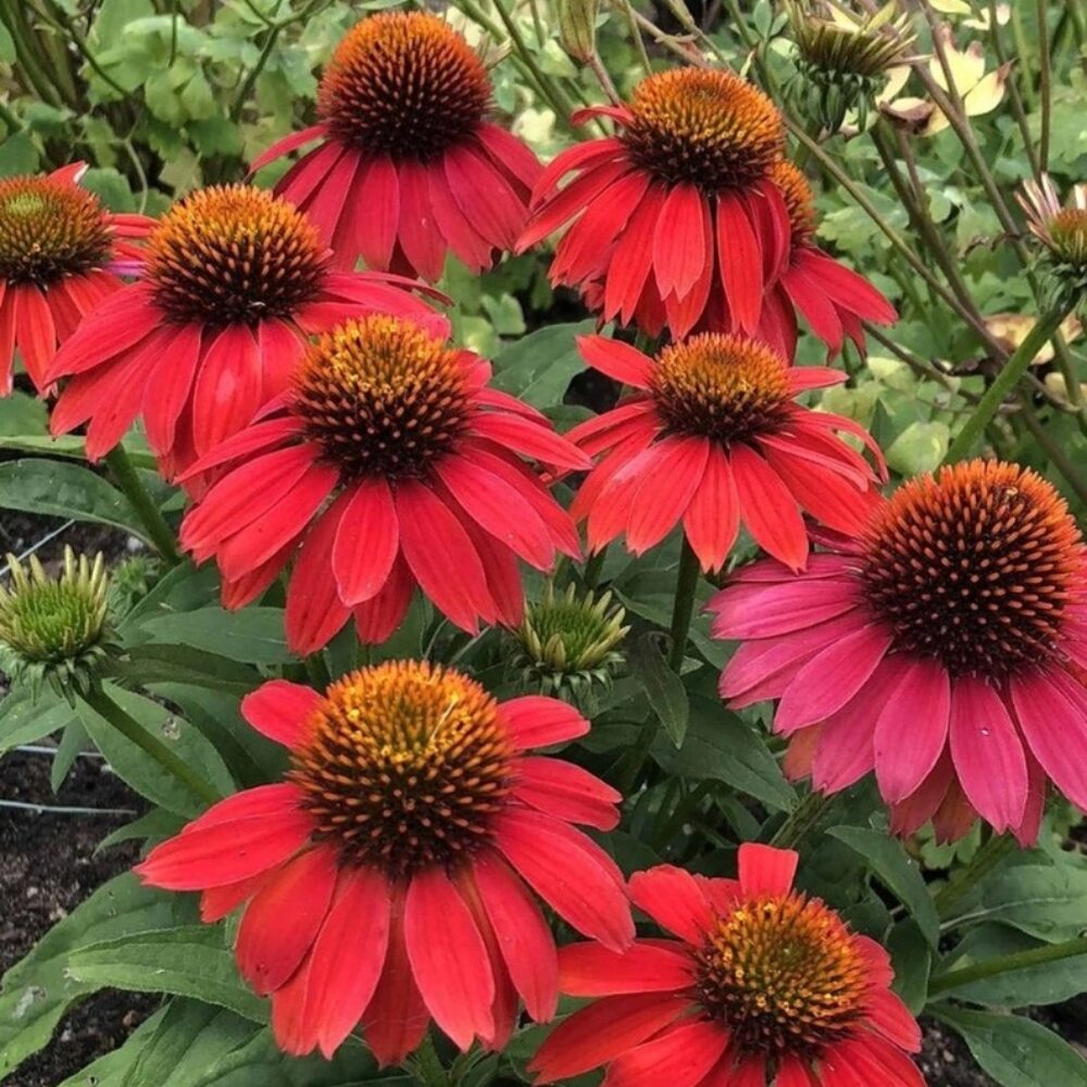 Echinacea purpurea ‘Lakota Red’