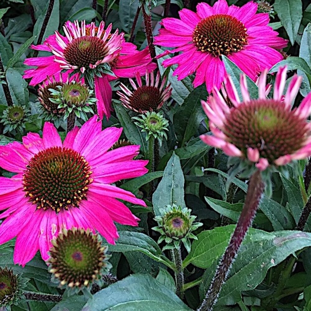 Echinacea purpurea ‘Lakota Rose’