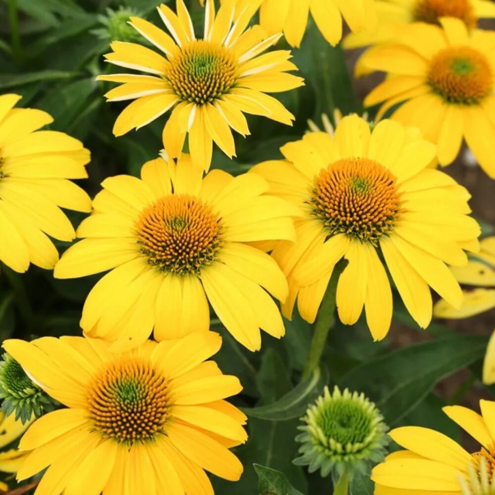 Echinacea purpurea ‘Sombrero Compact Yellow’