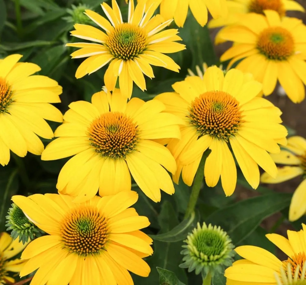 Echinacea purpurea 'Sombrero Compact Yellow'