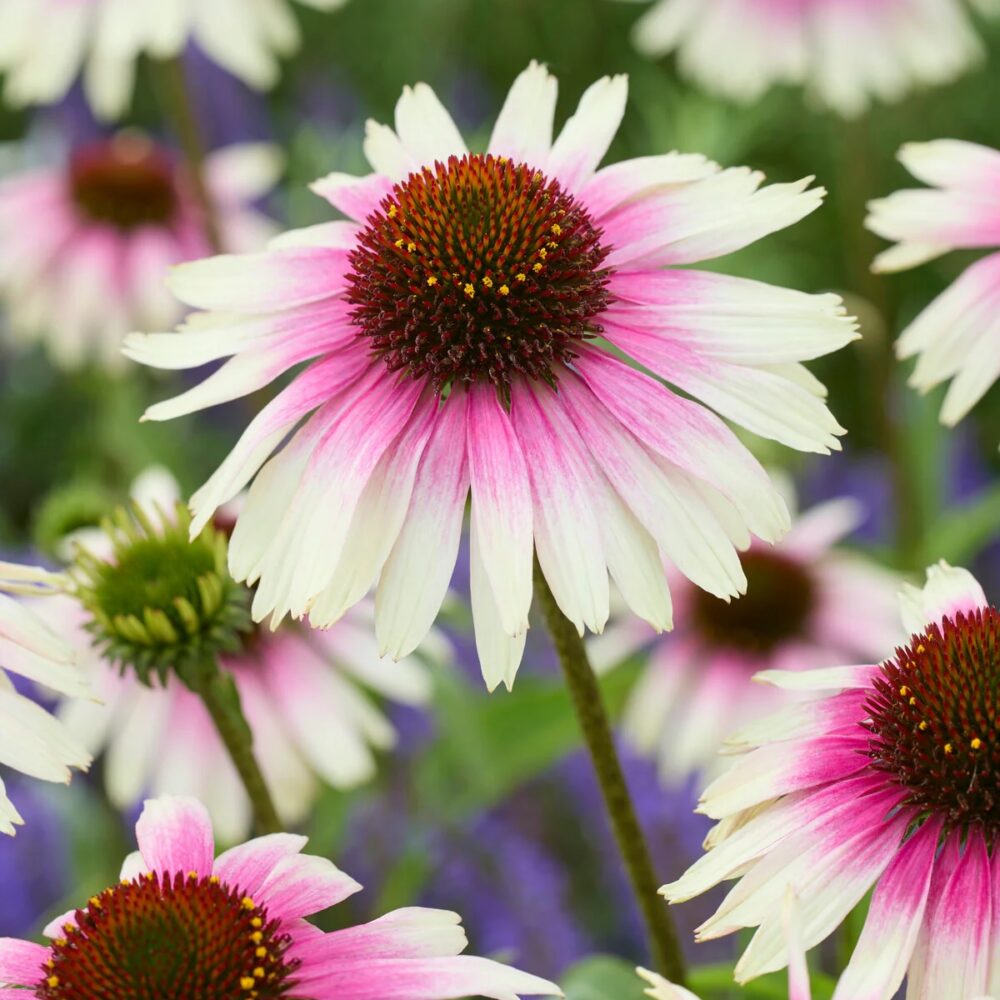 Echinacea purpurea ‘Sombrero Special White Purple’
