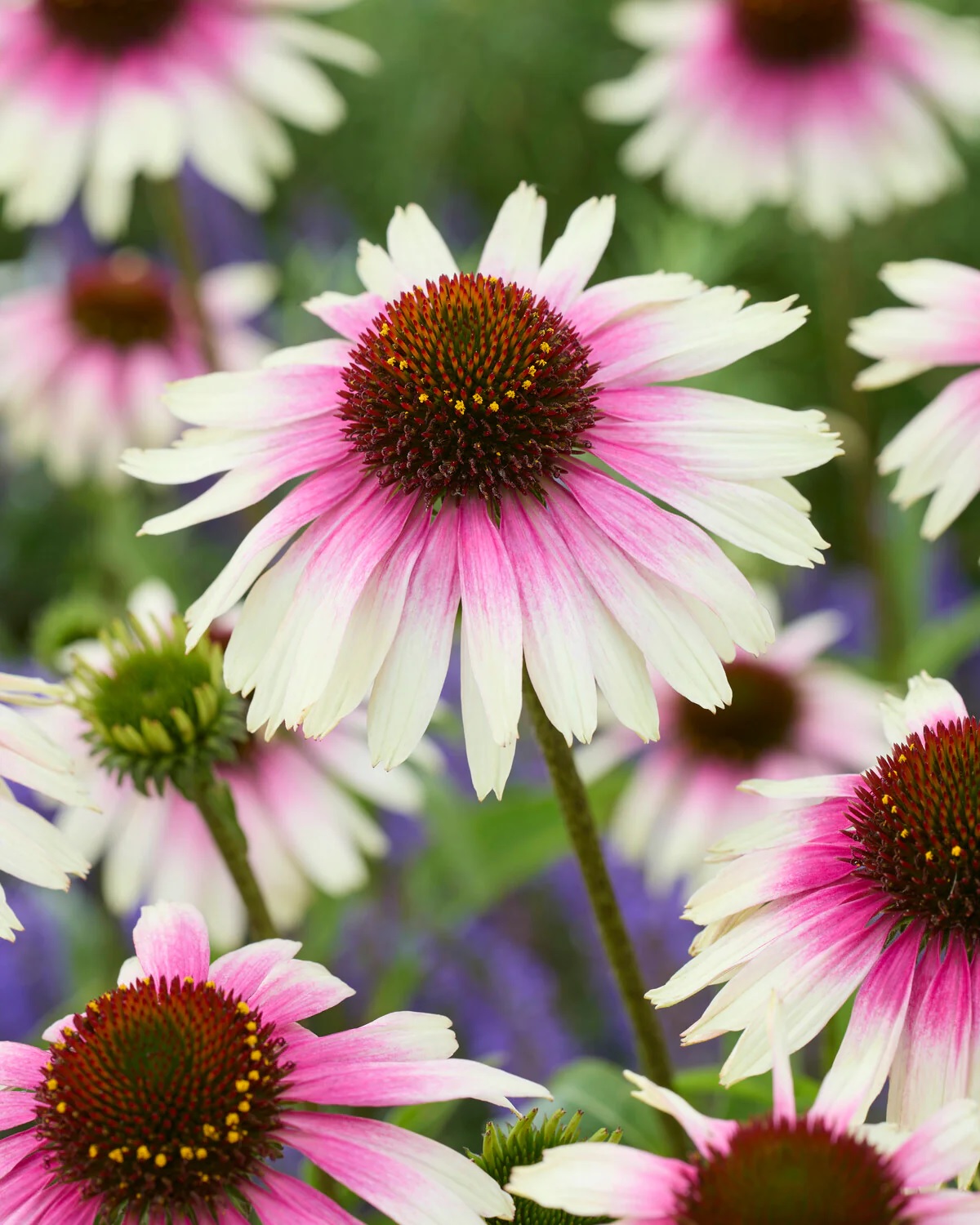 Echinacea purpurea 'Sombrero Special White Purple'