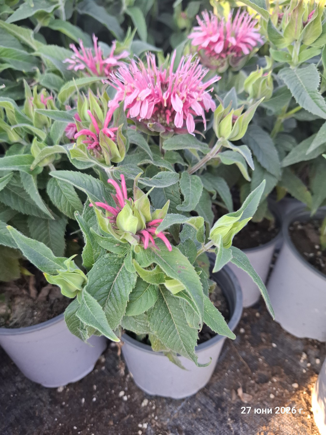 Monarda didyma 'Balmy Pink'