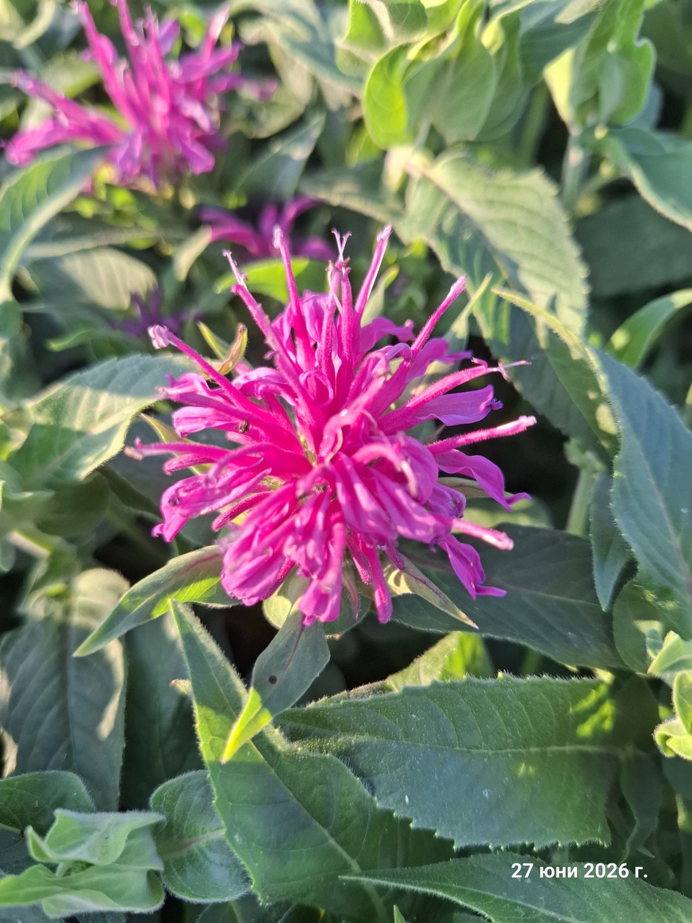 Monarda didyma 'Balmy Lilac'