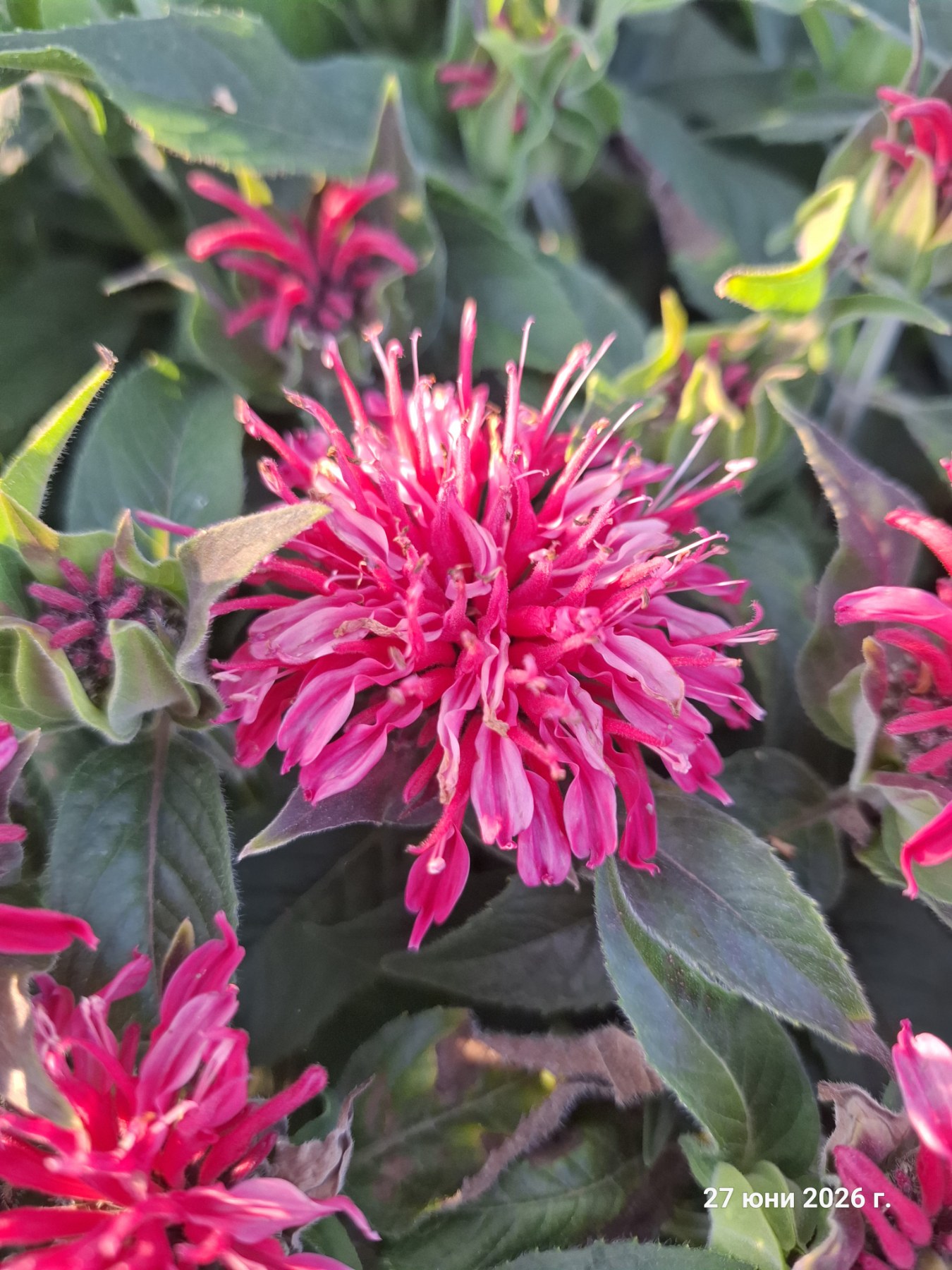 Monarda didyma ‘Balmy Rose’