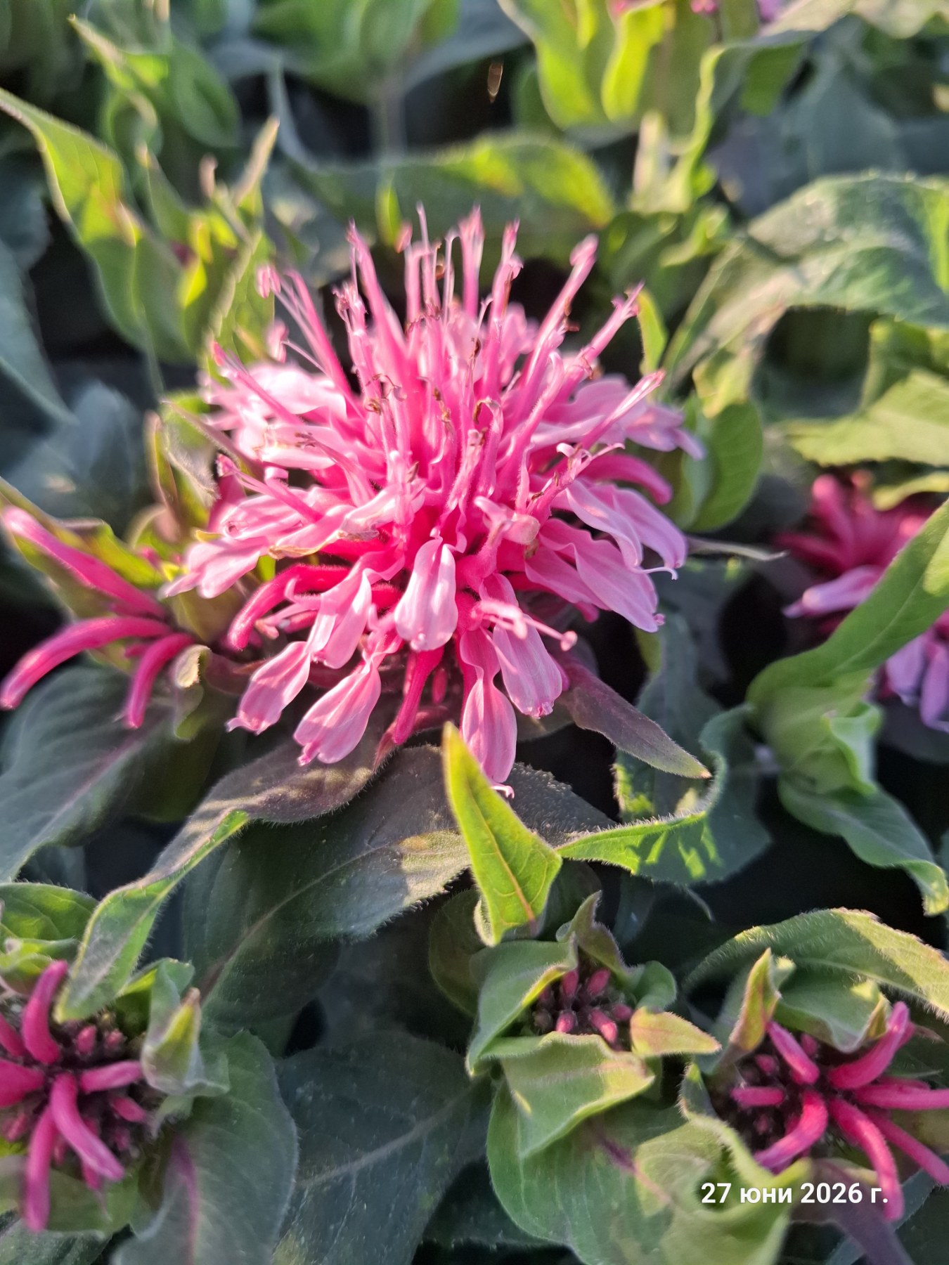 Monarda didyma 'Balmy Pink'