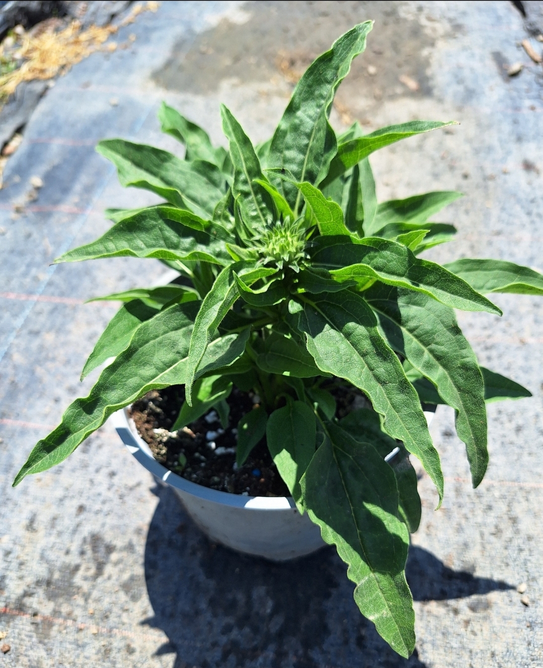 Echinacea purpurea