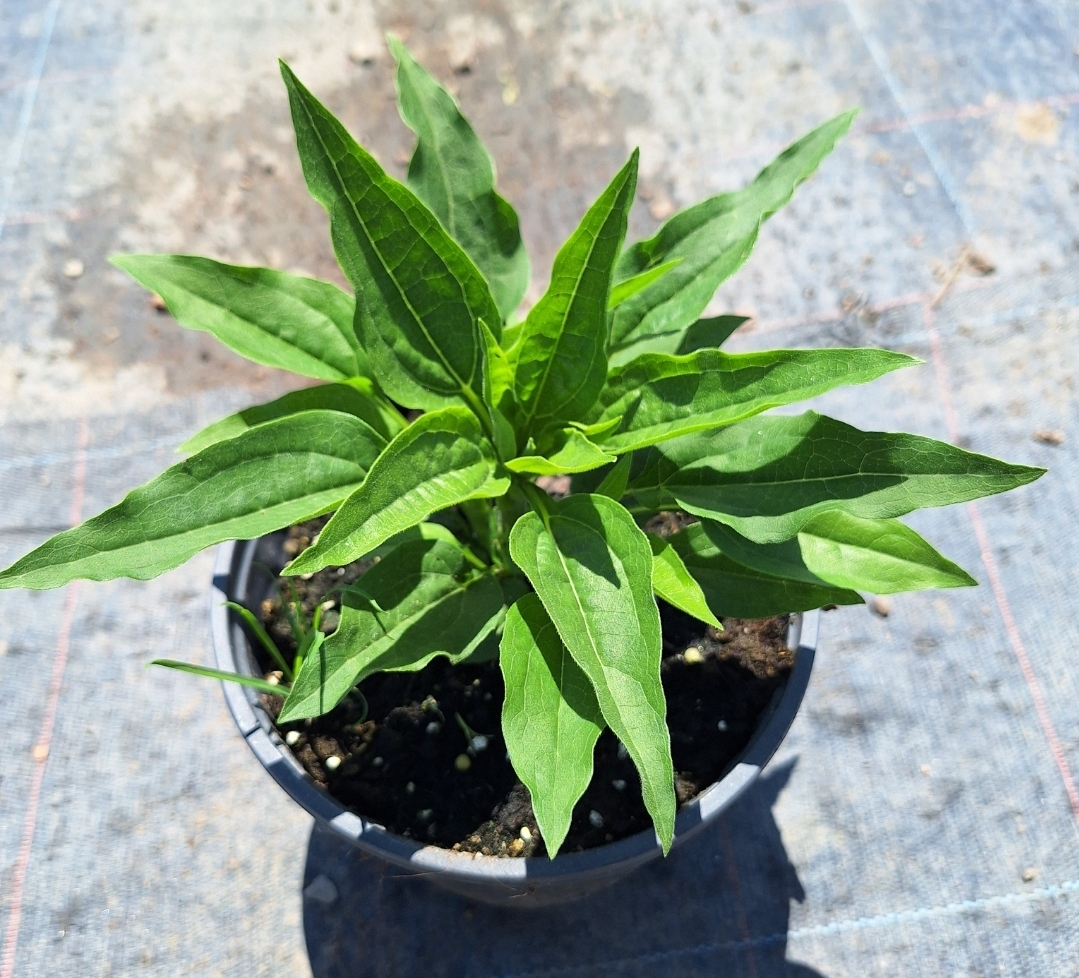 Echinacea purpurea