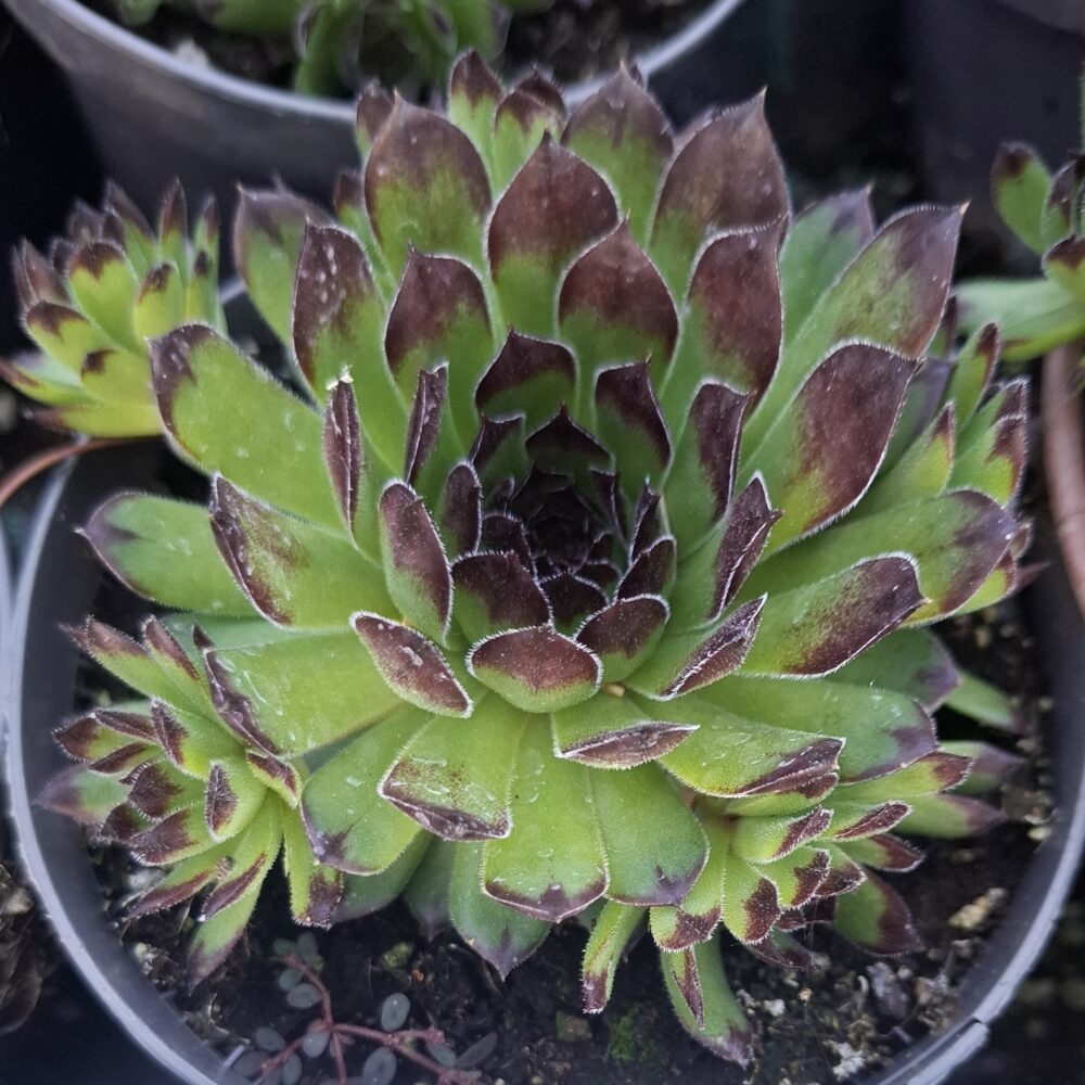 Sempervivum ‘Appletini’