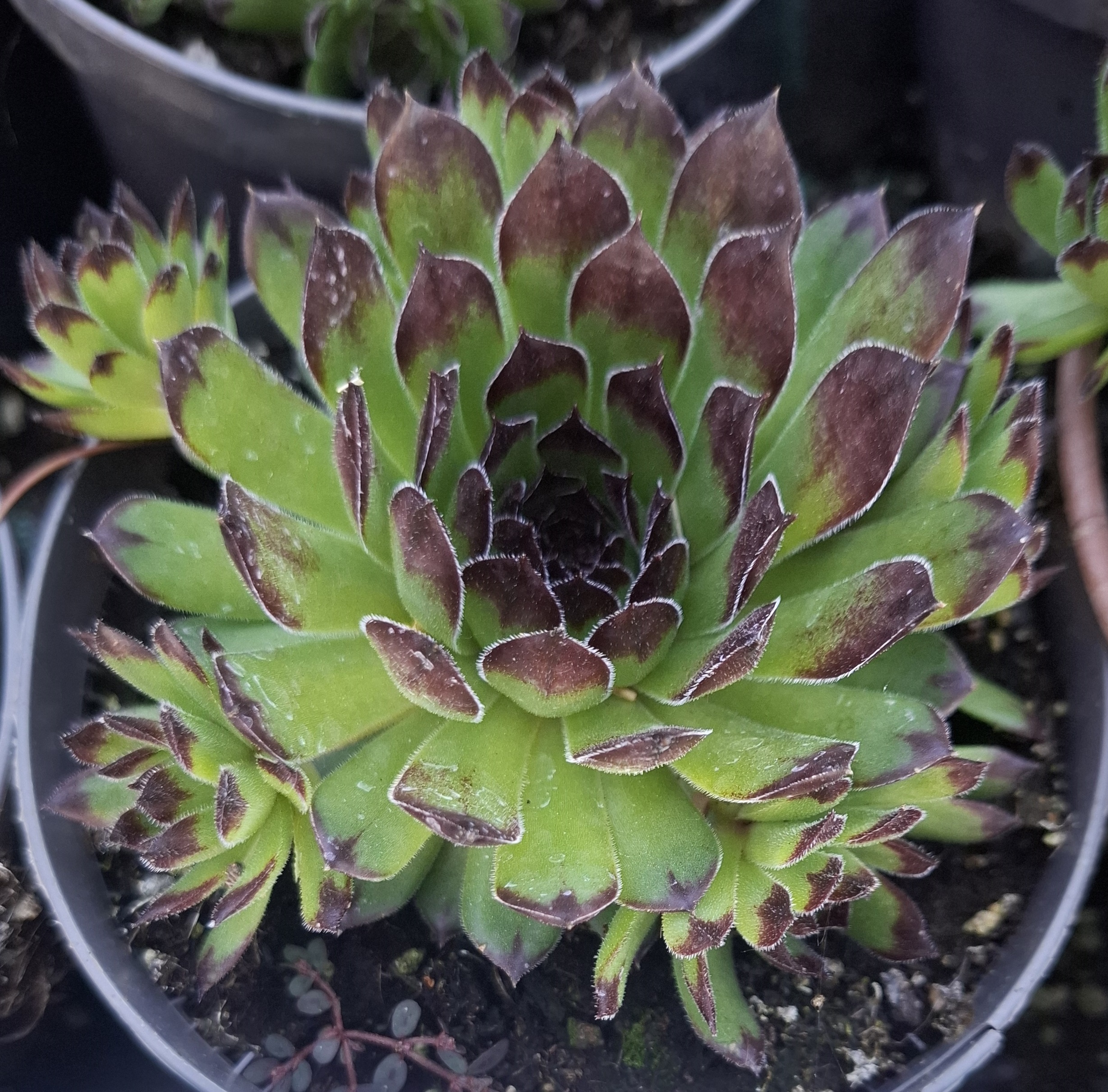 Sempervivum 'Appletini'