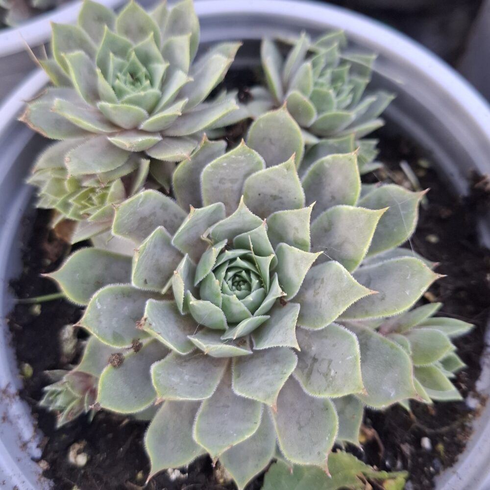 Sempervivum ‘Berry Blues’