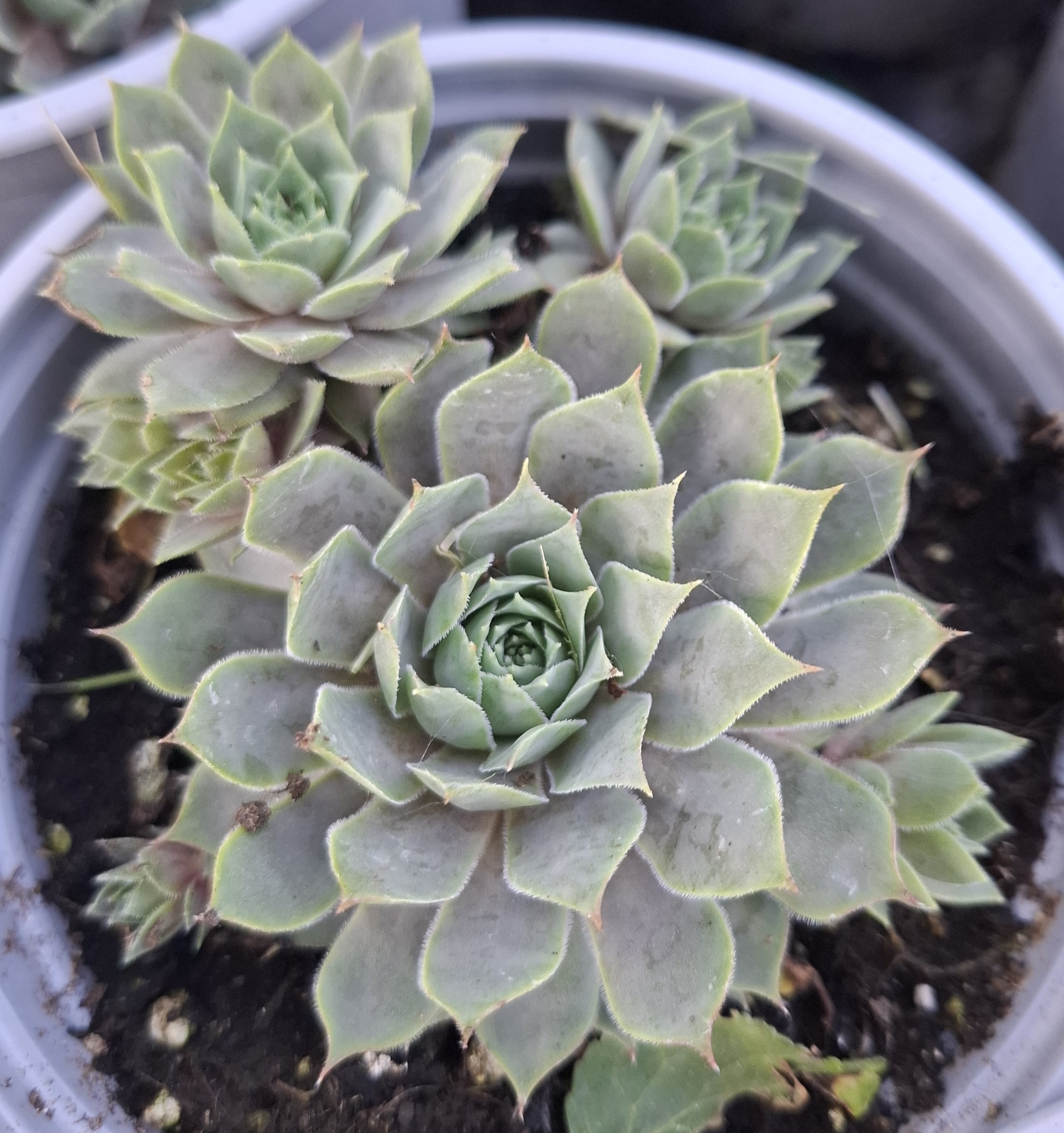 Sempervivum 'Berry Blues'