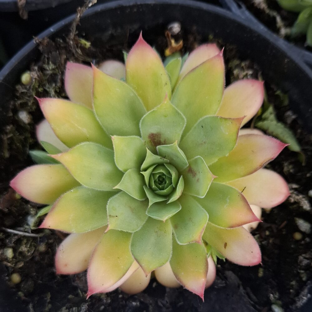 Sempervivum ‘Gold Nugget’
