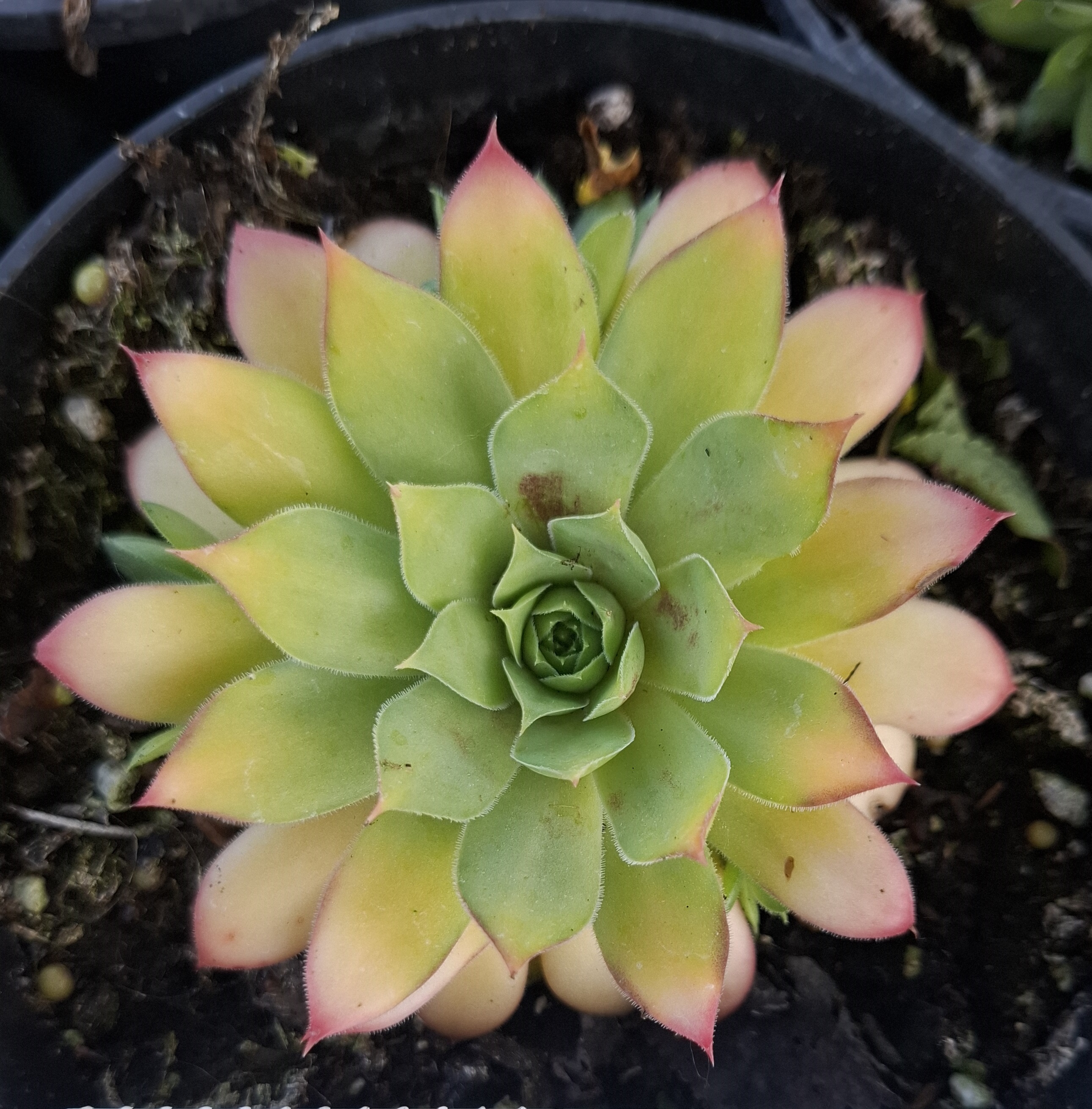 Sempervivum 'Gold Nugget'