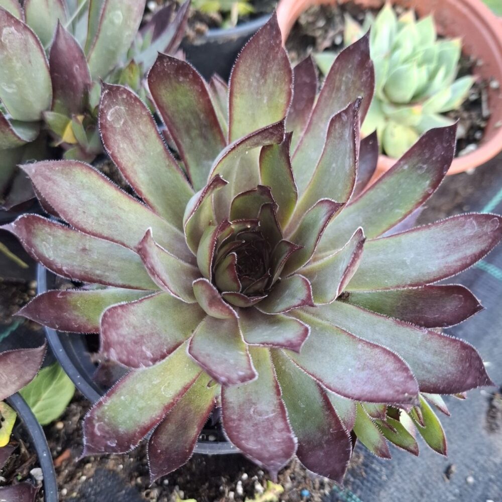Sempervivum ‘Butterscotch Baby’