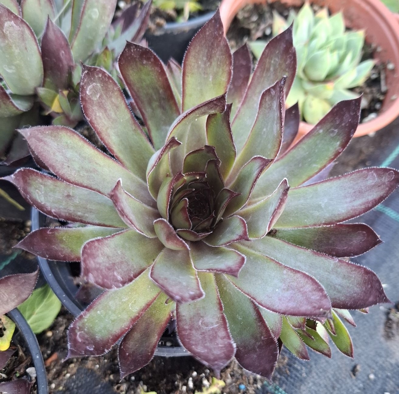 Sempervivum ‘Butterscotch Baby’