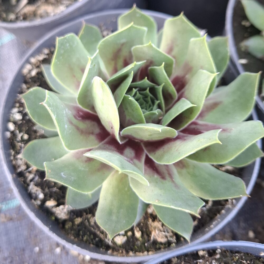 Sempervivum ‘Cranberry Cocktail’