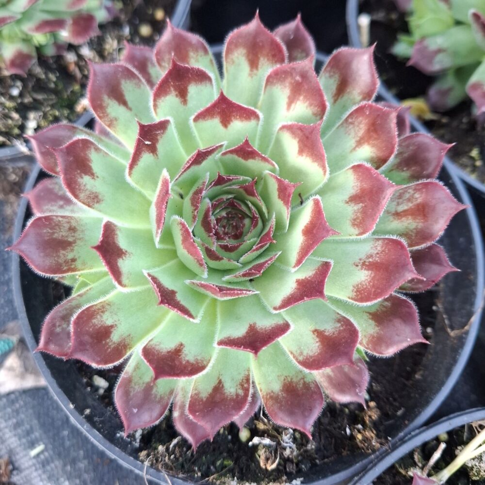 Sempervivum ‘Mint Marvel’